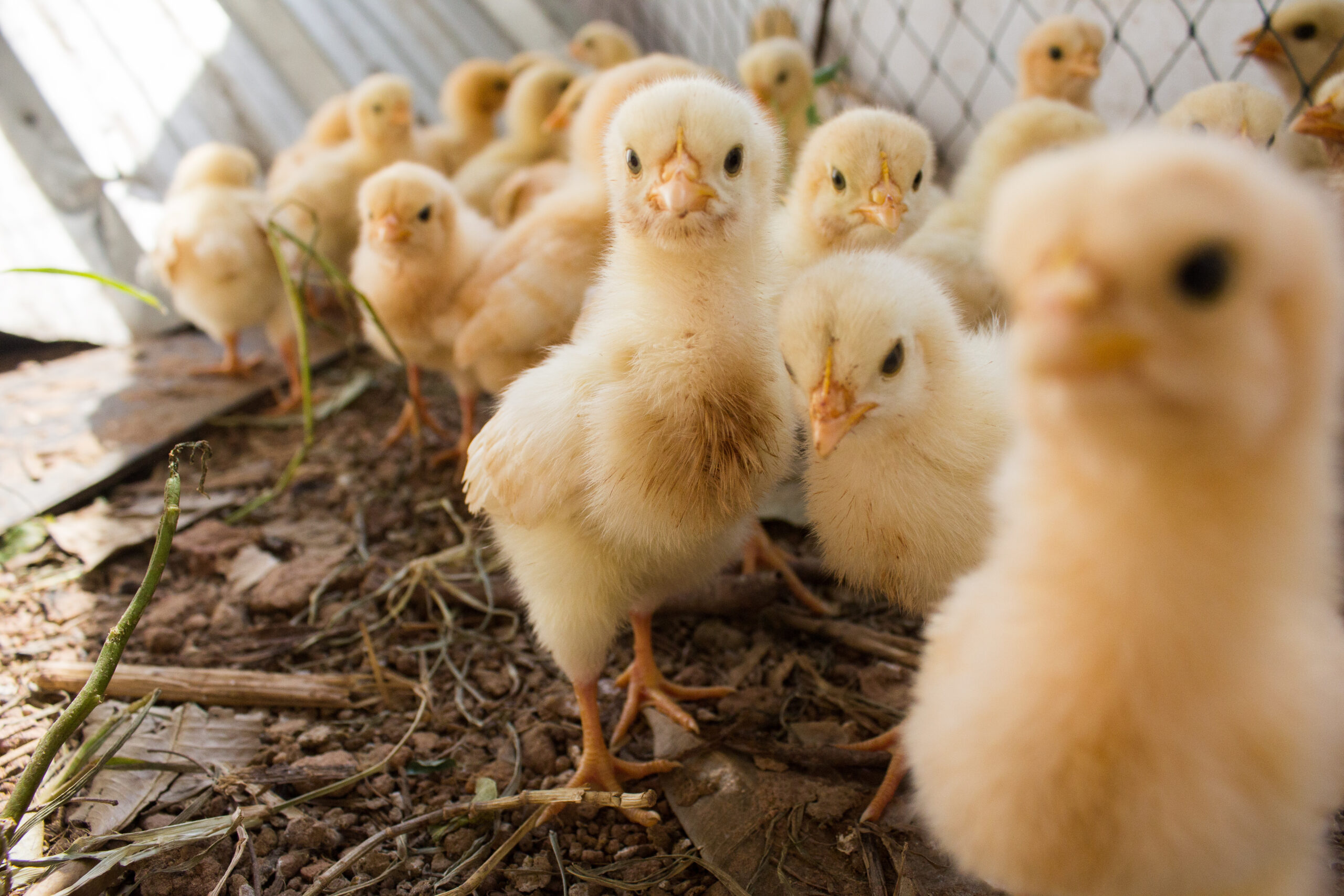 Healthy chicks on a farm