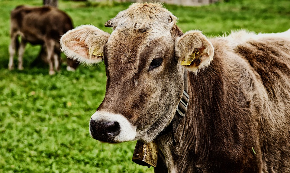 Cows grazing in a pasture