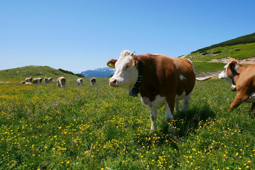Cows grazing in a pasture