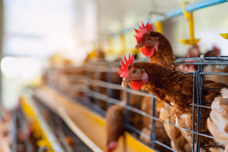 Poultry housing and livestock infrastructure
