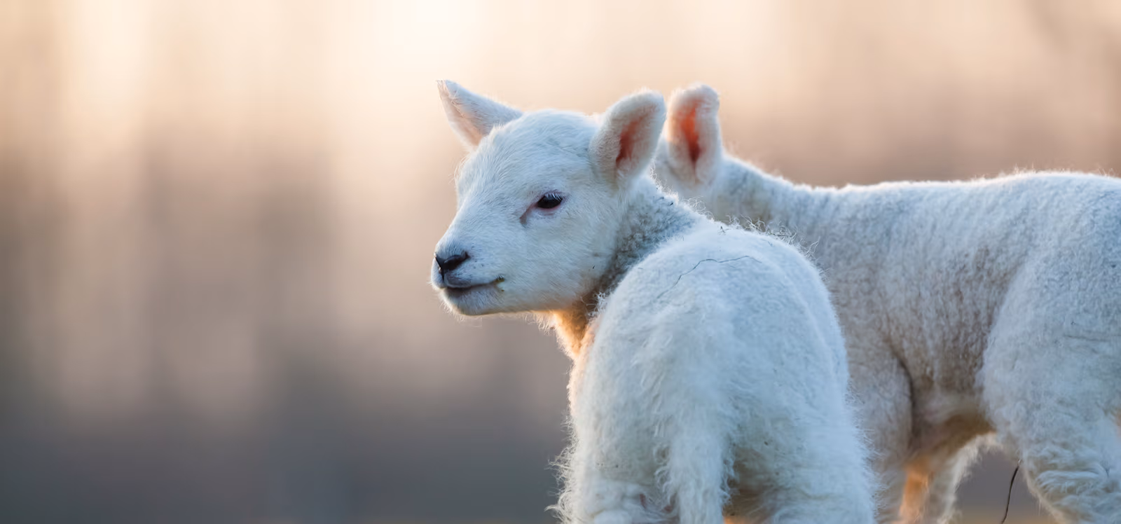 Agricultural production and livestock support