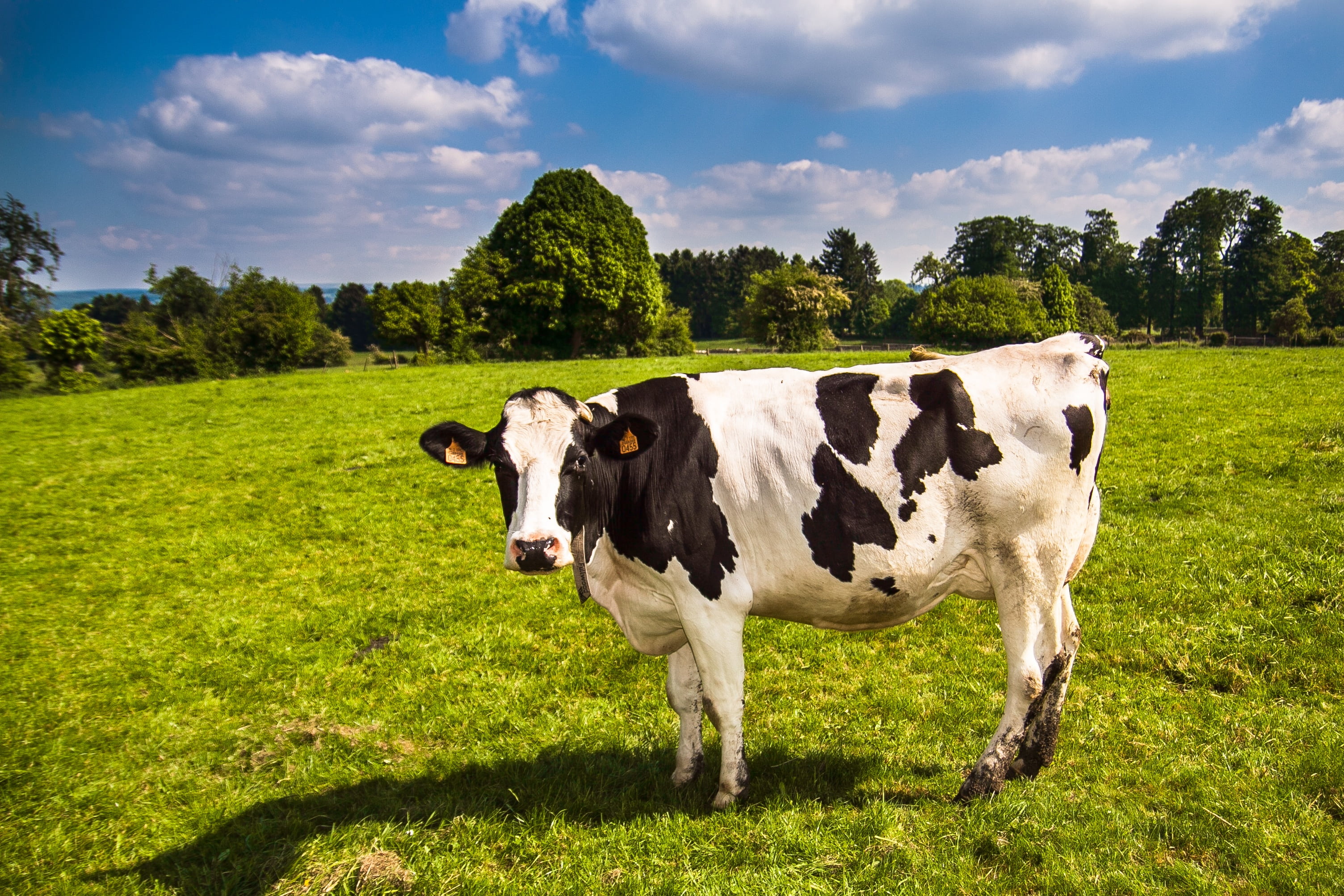 Livestock and agricultural scene